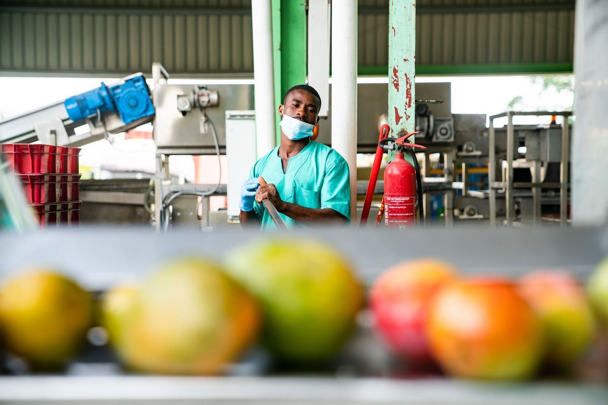 Ghanaischer Arbeiter der HPW fresh & dry LTD aus der Frischfrucht Annahmekontrolle.